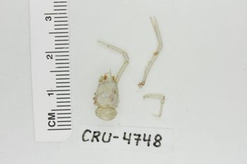 Media type: image; Invertebrate Zoology CRU-4748   Description: Preserved specimen.;